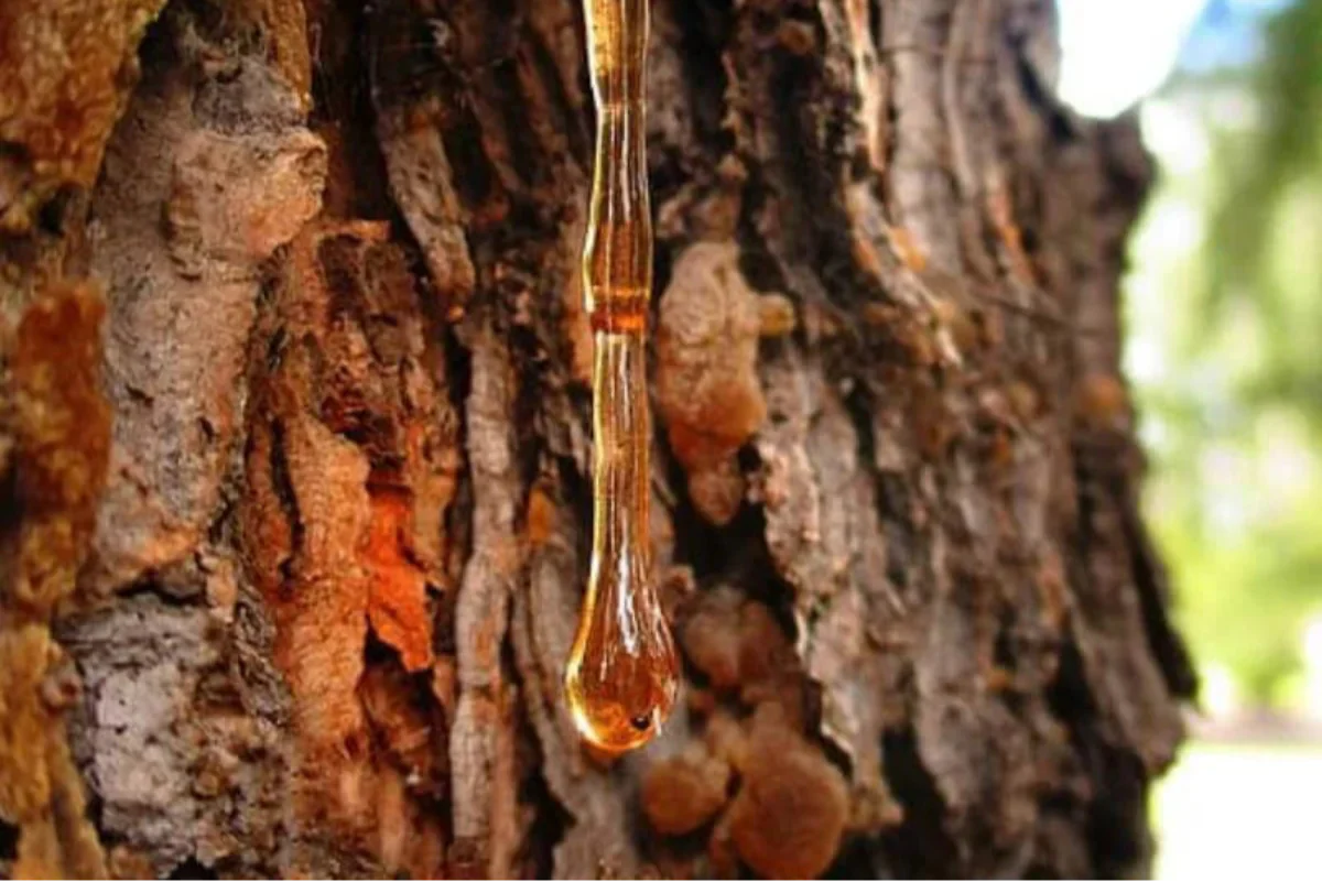 Amberwood: The Luxurious Woody-Amber Note in High-End Perfumery – Cypress Cove