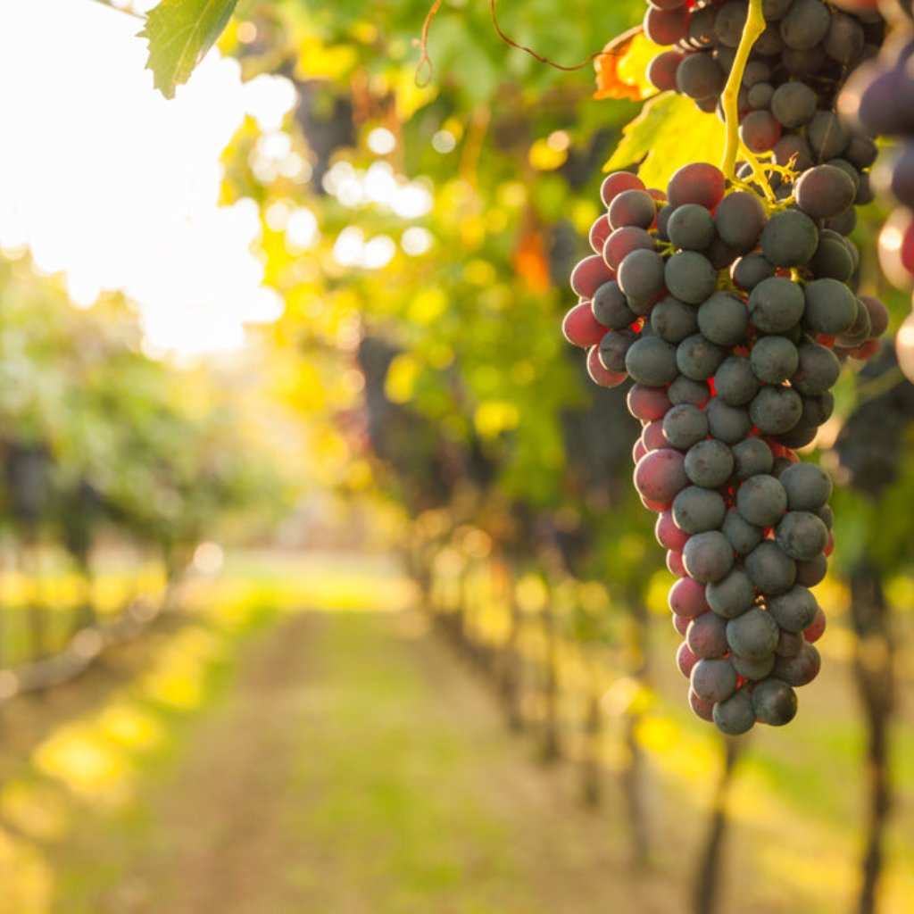 A Day in The Vineyard EDT (Wholesale Only)