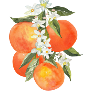 Orange Grove  - 30 ml EDT Cypress Cove