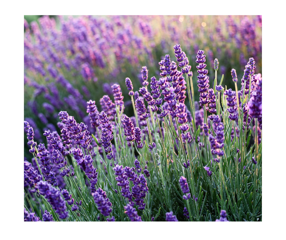 Lavender-in-Perfumery Cypress Cove