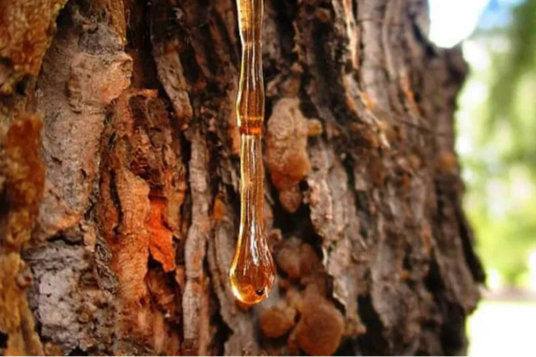 Amberwood-The-Luxurious-Woody-Amber-Note-in-High-End-Perfumery Cypress Cove