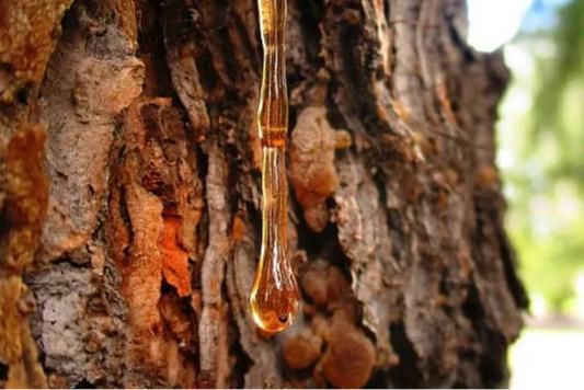 Amberwood-The-Luxurious-Woody-Amber-Note-in-High-End-Perfumery Cypress Cove