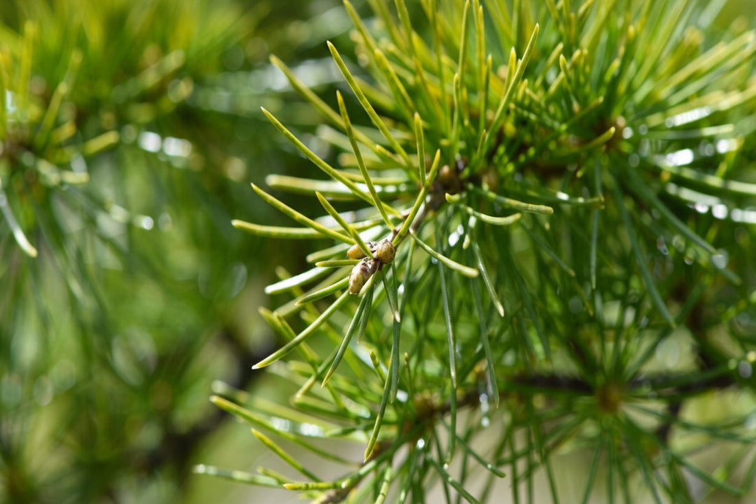 Cedarwood: The Heart of Warm, Grounded Fragrance