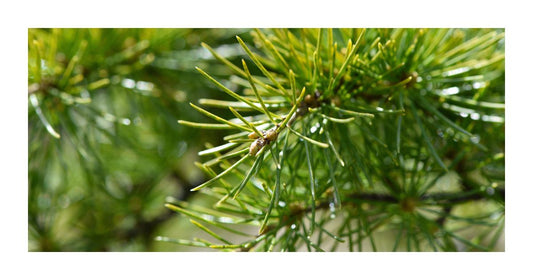 Cedarwood: The Heart of Warm, Grounded Fragrance